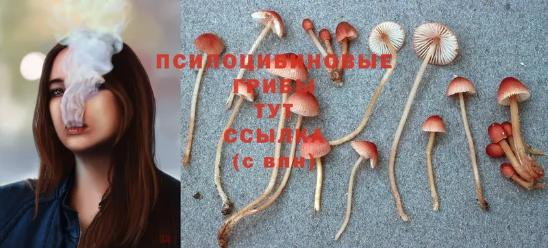 купить наркотик  Волгоград  hydra сайт  Галлюциногенные грибы Magic Shrooms 